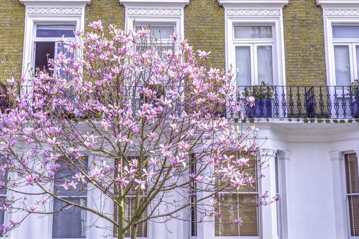 Plakat 60x40cm Drzewo magnolii przed domem w Londynie, Assaf Frank