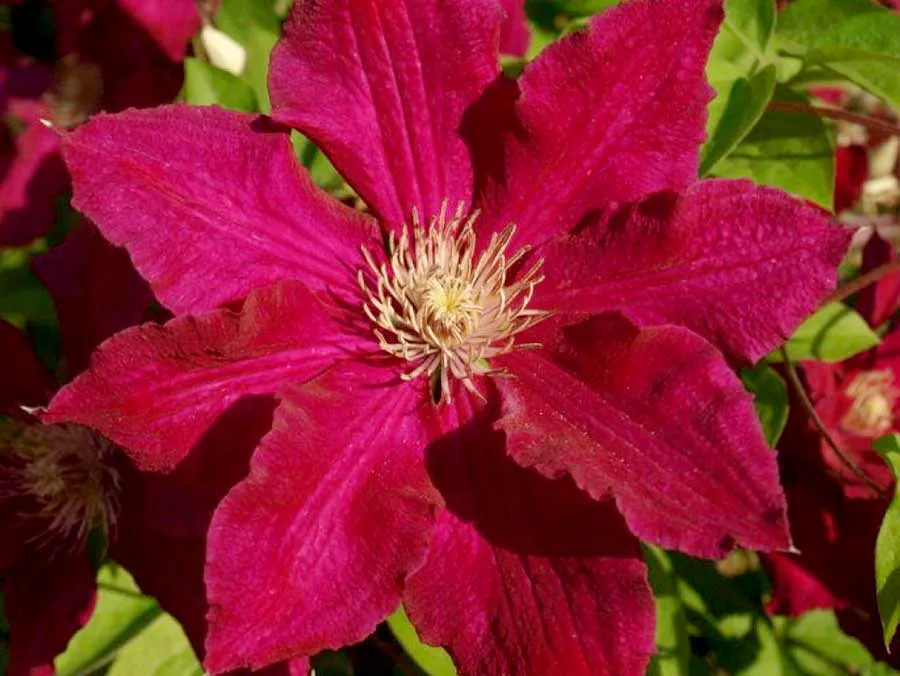 powojnik-clematis-solidarnosc-wielkokwiatowy-waga-z-opakowaniem-2-5-kg