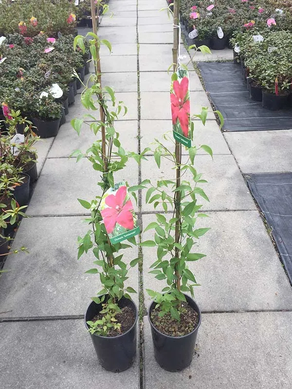 powojnik-clematis-solidarnosc-wielkokwiatowy-waga-z-opakowaniem-2-5-kg