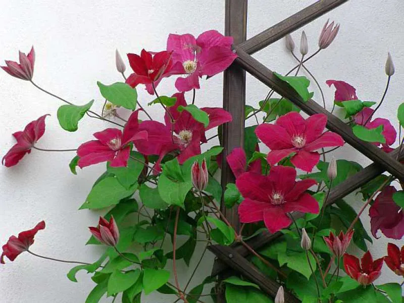 powojnik-clematis-solidarnosc-wielkokwiatowy