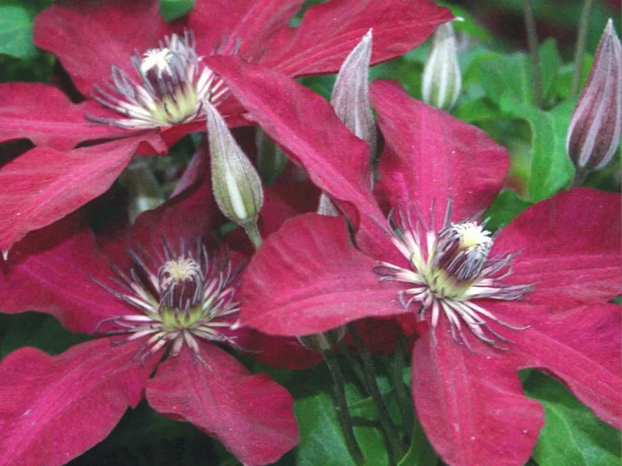 powojnik-clematis-solidarnosc-wielkokwiatowy