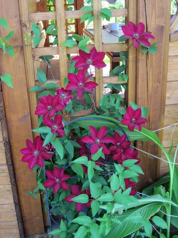 powojnik-clematis-solidarnosc-wielkokwiatowy