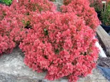 berberys-ruby-star-karlowy-kulisty-niski