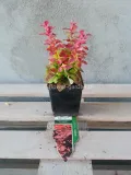 berberys-ruby-star-karlowy-kulisty-niski-rodzaj-rosliny-berberysy