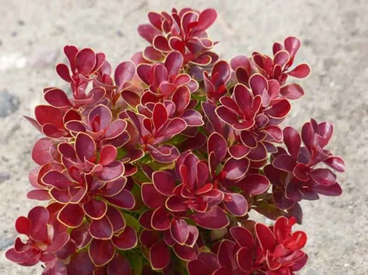 berberys-ruby-star-karlowy-kulisty-niski-roslina-w-postaci-sadzonka-w-pojemniku-do-05l