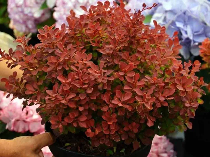 berberys-ruby-star-karlowy-kulisty-niski-wysokosc-sadzonki-10-15-cm
