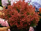 berberys-ruby-star-karlowy-kulisty-niski-wysokosc-sadzonki-10-15-cm
