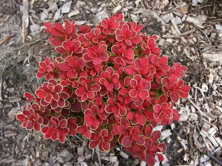 berberys-ruby-star-karlowy-kulisty-niski-styl-ogrod-skalny-ogrod-japonski-ogrod-wiejski-ogrod-nowoczesny-ogrod-srodziemnomorski