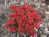 berberys-ruby-star-karlowy-kulisty-niski-styl-ogrod-skalny-ogrod-japonski-ogrod-wiejski-ogrod-nowoczesny-ogrod-srodziemnomorski