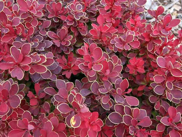 berberys-ruby-star-karlowy-kulisty-niski-kod-produktu-berberis06650