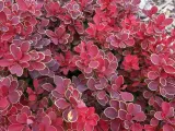 berberys-ruby-star-karlowy-kulisty-niski-kod-produktu-berberis06650