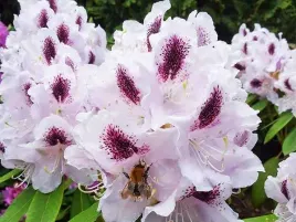 rozanecznik-calsap-rododendron-zimozielony