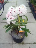 rozanecznik-calsap-rododendron-zimozielony-rodzaj-rosliny-rozaneczniki-i-azalie
