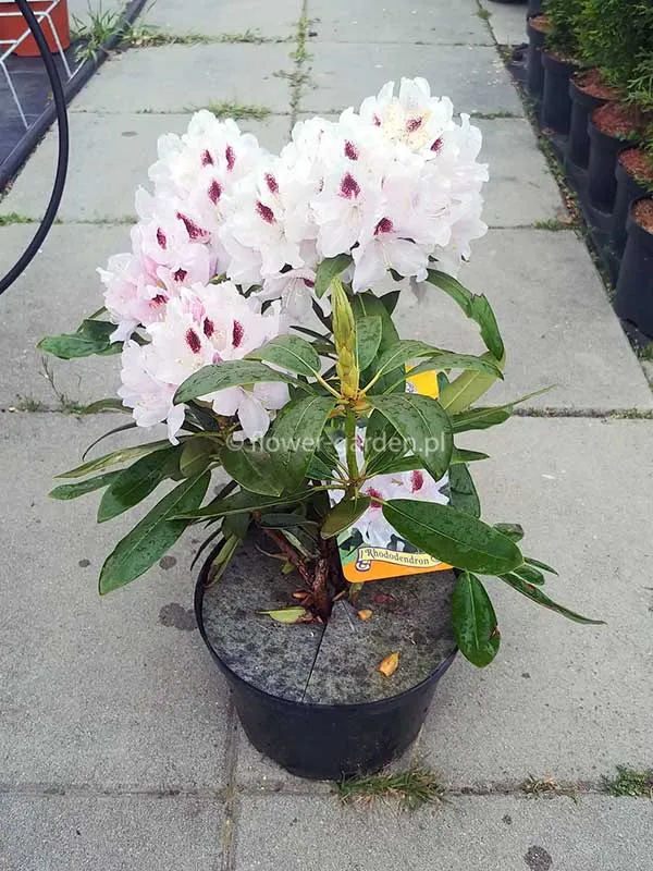 rozanecznik-calsap-rododendron-zimozielony-rodzaj-rosliny-rozaneczniki-i-azalie