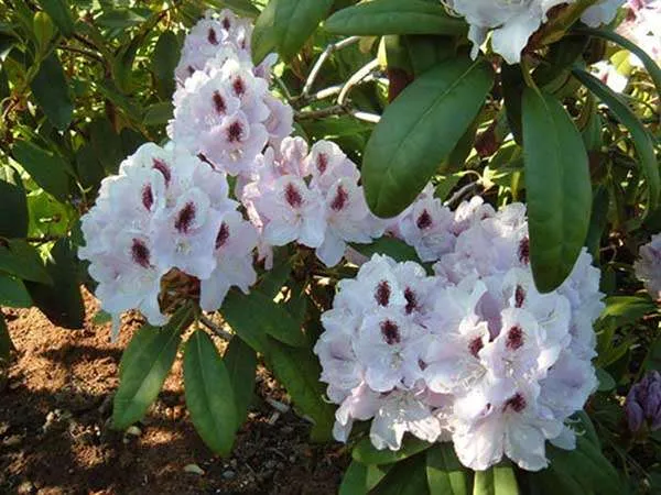 rozanecznik-calsap-rododendron-zimozielony