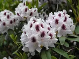rozanecznik-calsap-rododendron-zimozielony-styl-ogrod-skalny-ogrod-japonski-ogrod-wiejski-ogrod-nowoczesny-ogrod-srodziemnomorski