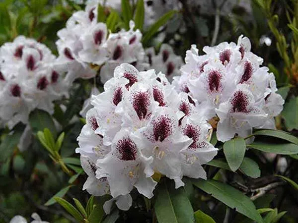 rozanecznik-calsap-rododendron-zimozielony
