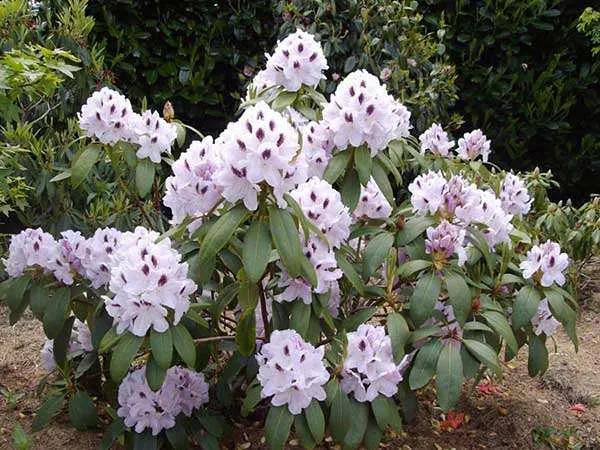 rozanecznik-calsap-rododendron-zimozielony-rodzaj-rosliny-rozaneczniki-i-azalie