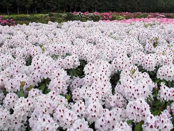 rozanecznik-calsap-rododendron-zimozielony-rodzaj-rosliny-rozaneczniki-i-azalie-waga-z-opakowaniem-3-7-kg
