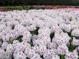 rozanecznik-calsap-rododendron-zimozielony-rodzaj-rosliny-rozaneczniki-i-azalie-waga-z-opakowaniem-3-7-kg