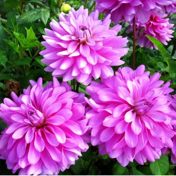 dalia-dekoracyjna-bluetiful-1-szt