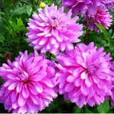 dalia-dekoracyjna-bluetiful-1-szt