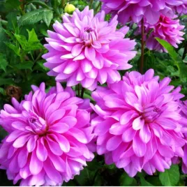 dalia-dekoracyjna-bluetiful-1-szt