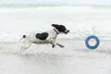 chuckit-hydro-roller-ring-dla-psa-chlapiacy-stan-nowy