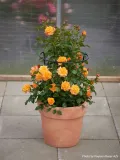 roza-pnaca-redova-courtyard-zolta-kod-produktu-rosa95543