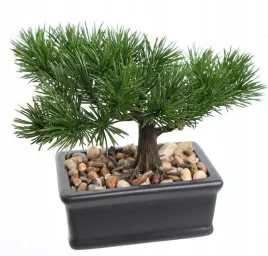 bonsai-w-doniczce