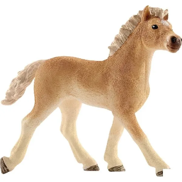 zrebie-haflinger