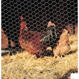 hexanet-3gal-25-080-50-cm-25-m