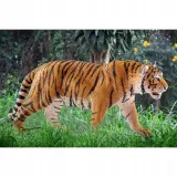 schleich-14729-tygrys-syberyjski-stan-nowy