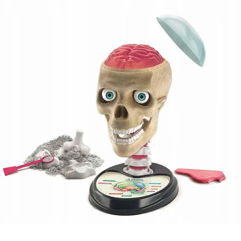 clementoni-anatomia-50697-stan-nowy