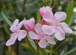 oleander-rozowy-sadzonki-3l