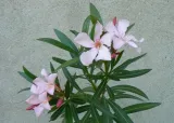 oleander-rozowy-sadzonki-3l-rodzaj-rosliny-inny