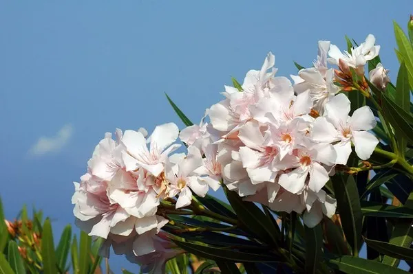 oleander-rozowy-sadzonki-3l-rodzaj-rosliny-inny