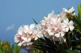 oleander-rozowy-sadzonki-3l-rodzaj-rosliny-inny