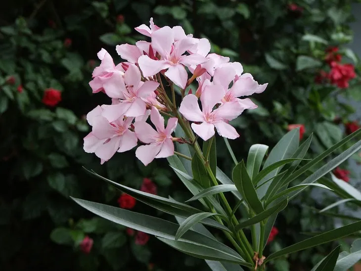 oleander-rozowy-sadzonki-3l-rodzaj-rosliny-inny
