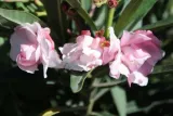 oleander-rozowy-sadzonki-3l-rodzaj-rosliny-inny