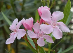 oleander-rozowy-sadzonki-3l-rodzaj-rosliny-inny