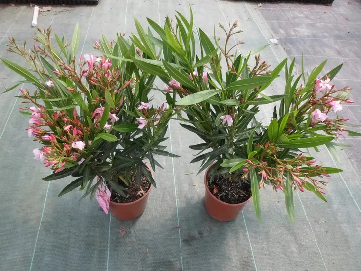 oleander-rozowy-sadzonki-3l-rodzaj-rosliny-inny