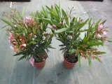 oleander-rozowy-sadzonki-3l-rodzaj-rosliny-inny