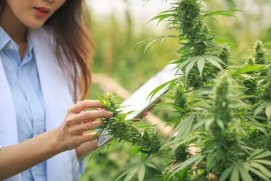 afgan-hash-cbd-flowrolls-haszysz-5g-cechy-dodatkowe-bez-barwnikow-bez-cukru-bez-gmo-bez-jodu-bez-kazeiny-bez-konserwantow-bez-laktozy-bezalkoholowy-bezglutenowy-czysty-bez-dodatkow-produkt-rolnictwa-ekologicznego-weganski-wegetarianski