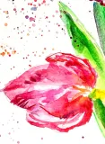 tulipany-akwarela-oryginalna-waga-z-opakowaniem-0-5-kg