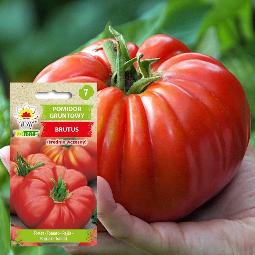 Pomidor BRUTUS Gigant nasiona 0,5g – 136097192 - ERLI.pl