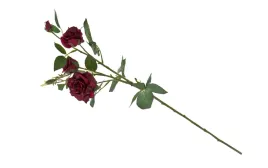 kwiat-galazka-roza