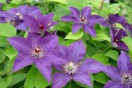 clematis-powojnik-niebieski
