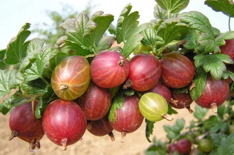 agrest-krza-czer-ribes-uva-crispa-triumf