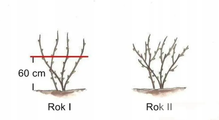 agrest-krza-czer-ribes-uva-crispa-triumf-rodzaj-rosliny-agrest-wiek-sadzonki-w-latach-2